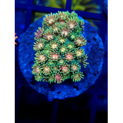 Goniopora Rainbow WYSIWYG 4