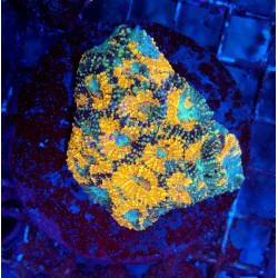 Acanthastrea echinata...