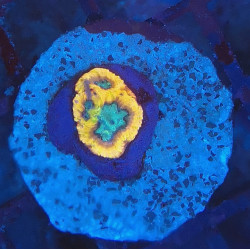 Favia of the Gods WYSIWYG 2