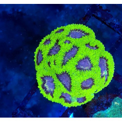 Favia Space Monkey  ENZ...