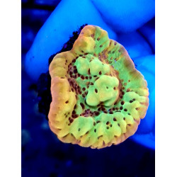 Montipora Juggernaut ENZ...