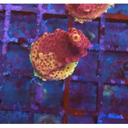 Acropora Red Robin WYSIWYG 3