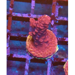 Acropora Red Robin WYSIWYG 1