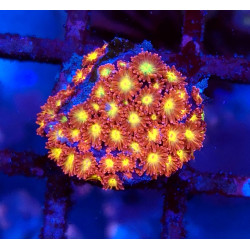 Bernardopora Flash WYSIWYG