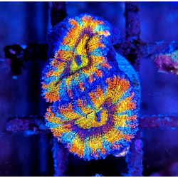 Micromussa lordhowensis (ex...