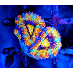 Micromussa lordhowensis (ex...