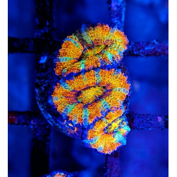 Micromussa lordhowensis (ex...