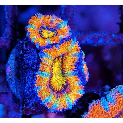 Micromussa lordhowensis (ex...