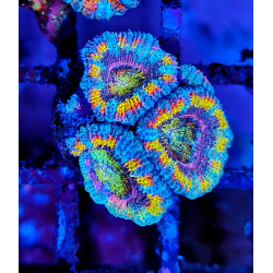 Micromussa lordhowensis (ex...