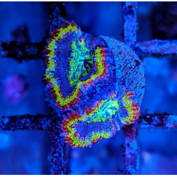 Micromussa lordhowensis (ex...