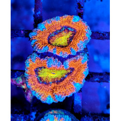 Micromussa lordhowensis (ex...