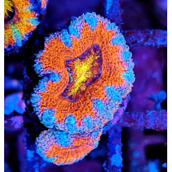 Micromussa lordhowensis (ex...