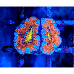 Micromussa lordhowensis (ex...