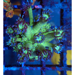 Goniopora Sp WYSIWYG 9