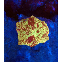 Jawbreaker Mushroom WYSIWYG 3