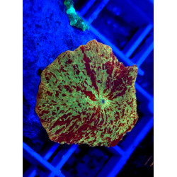 Jawbreaker Mushroom WYSIWYG 4