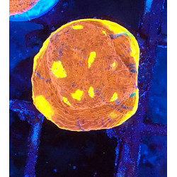 Rainbow Crush Chalice ENZ 1