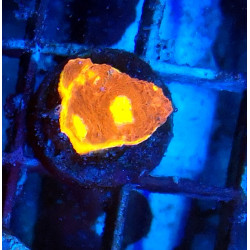 Rainbow Crush Chalice ENZ...