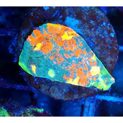 Rainbow Splatter Chalice...