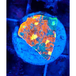 Rainbow Splatter Chalice...