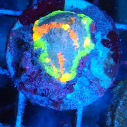 Jelly Bean Chalice ENZ...