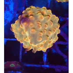 Branching Cyphastrea ENZ...