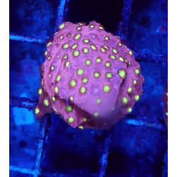 CB Cyphastrea Blingbling...