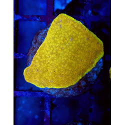 Leptoseris Gold Nugget ENZ...