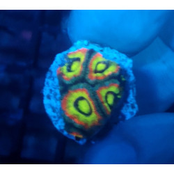 Holy Grail Micromussa  WYSIWYG