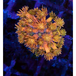 Goniopora RS Tangerin...