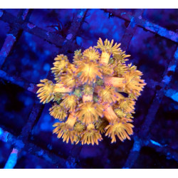 Goniopora RS Tangerin...