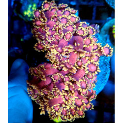 Goniopora Mastergrade...