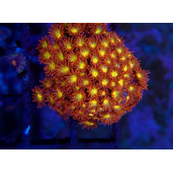 Bernardopora Flash WYSIWYG 2