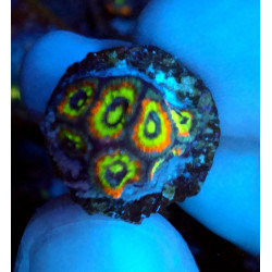 Holy Grail Micromussa...