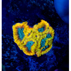 Favia of the Gods WYSIWYG