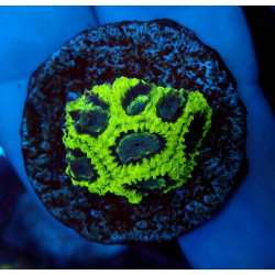 Joker Favia ENZ WYSIWYG 2