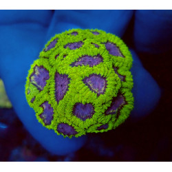 Favia Space Monkey  ENZ...