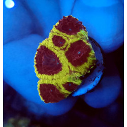 Wolverin Favia WYSIWYG 2