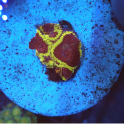 Wolverin Favia WYSIWYG 3