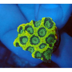 Yellow Submarine Favia ENZ...