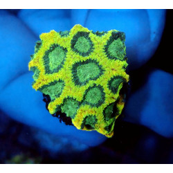 Yellow Submarine Favia ENZ...