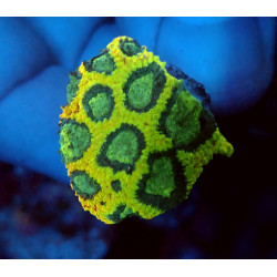 Yellow Submarine Favia ENZ...