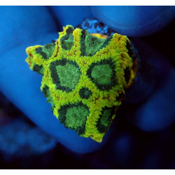 Yellow Submarine Favia ENZ...