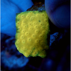 Stylocoeniella Banana ENZ...