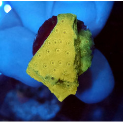 Stylocoeniella Banana ENZ...